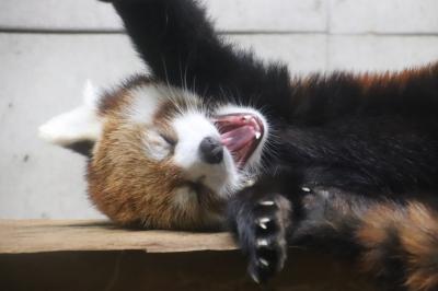 午後からナイトズーの埼玉こども動物自然公園～今度こそシマオイワワラビーの赤ちゃん＆レッサーパンダの残業当番は久しぶりに会えたみやびちゃん！