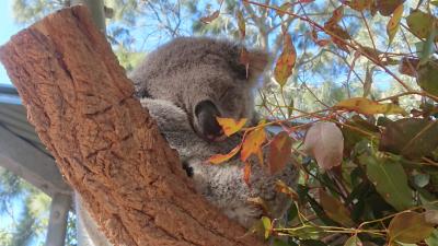 2019年夏休み。シドニー4泊6日の旅。コアラが可愛すぎ