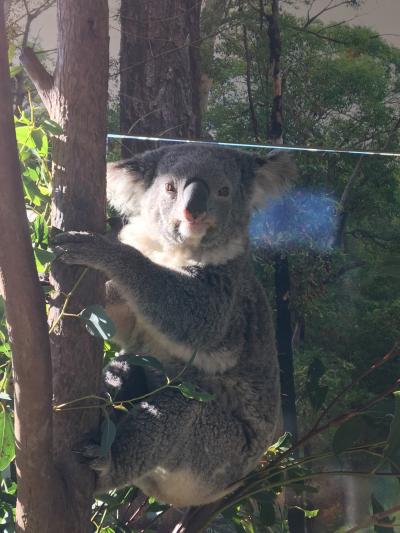 コアラ&#128040;づくしのシドニー3泊6日の旅