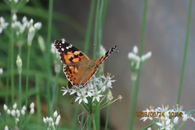 森のさんぽ道で見られた蝶(41)ヒメアカタテハ、クロコノマチョウ、ゴマダラチョウ、ムラサキシジミ他