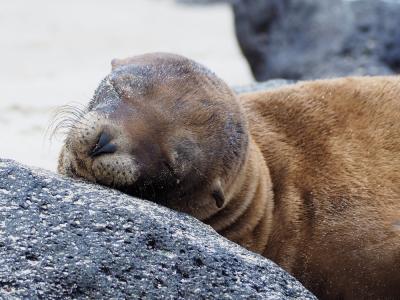 ガラパゴス旅その9 アシカ!アシカ!時々イグアナ そして…アオアシの鳥!?
