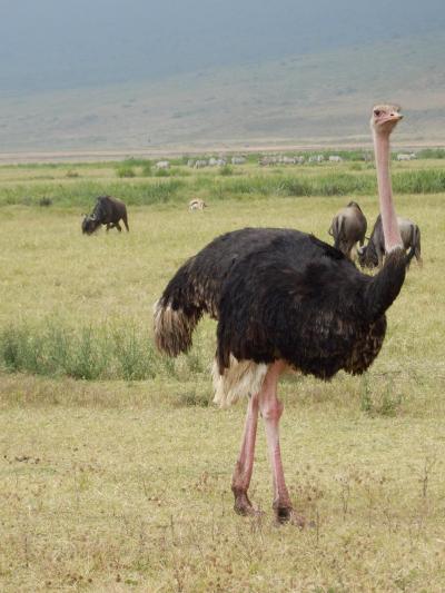 ンゴロンゴロ自然保護区周辺に関する旅行記 ブログ フォートラベル タンザニア Ngorongoro