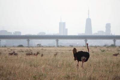 10度目のケニア ※1日目 【カタール航空利用～ナイロビ国立公園】