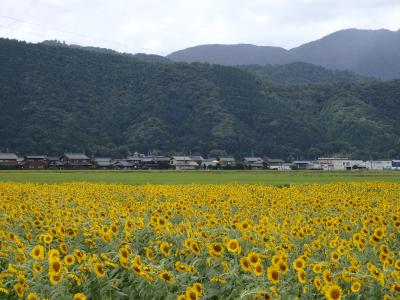 2019年　「海」を楽しむことができなかったお盆休み(ﾉ´□｀)ﾉ　熊川宿・三方五湖・敦賀 