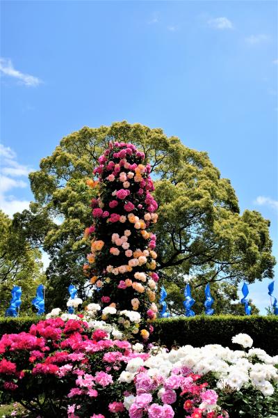 2019年5月横浜ローズウィーク1