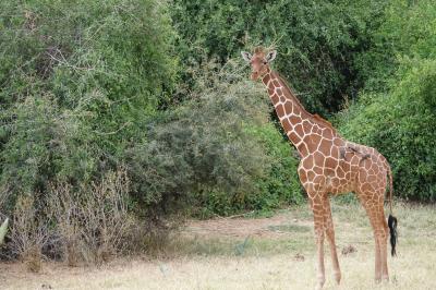 10度目のケニア ※5日目(後半) 【Samburu Game Lodge 2連泊】