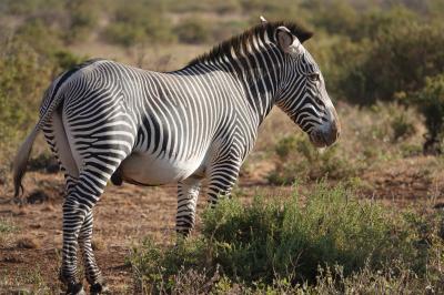 10度目のケニア ※6日目 【Samburu Game Lodge 2連泊】