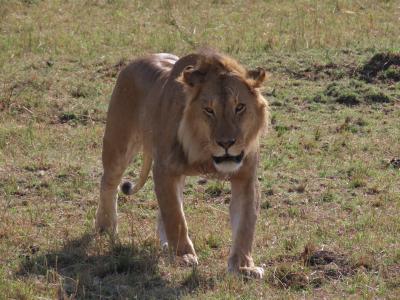 マサイマラ国立公園でBIG5をゲットせよ！