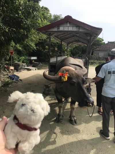 求めていた景色があった竹富島