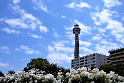 ２０１９年５月横浜ローズウィーク２