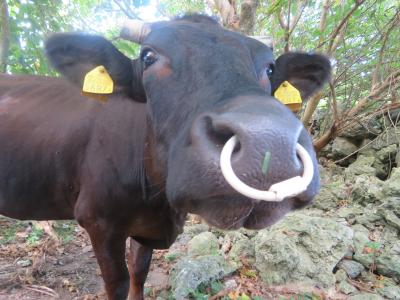 黒島2016.08.30生まれのお母さん牛(黒毛和種)はひょうきん者で鼻の頭がテカテカだった♪2019年７月八重山・黒島８泊９日１０６