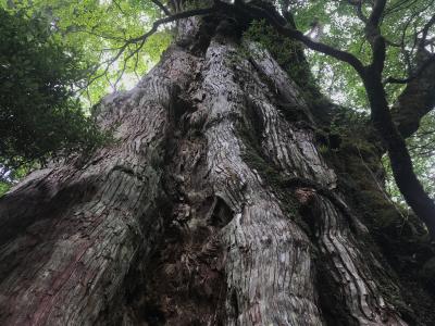 夏旅2019 屋久島 1/3 ～縄文杉トレッキング～