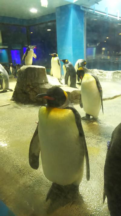 ペンギン水族館