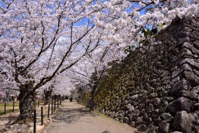 2018ぶらり信州・佐久平へ《Part.1》～桜花爛漫の古城の春・小諸城登城記～