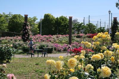 2019　茨木バラ公園　若園公園