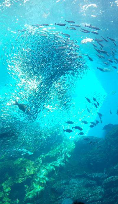 仙台杜のうみ水族館