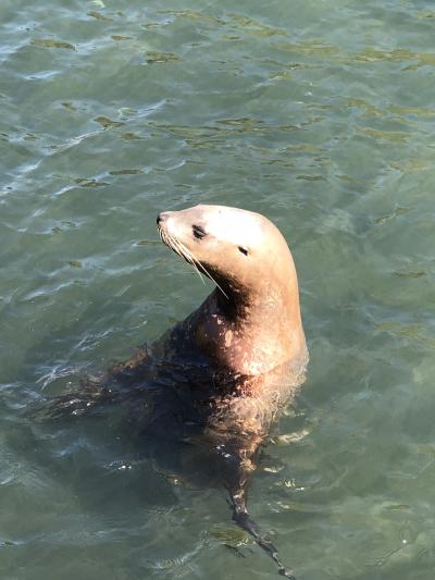 海獣といも餅を求めて