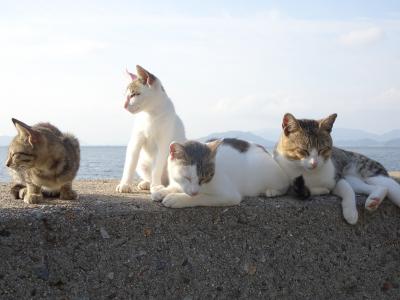 島めぐり猫めぐり　佐柳島編　　ネコノシマホステル宿泊