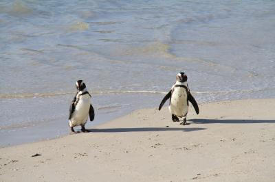 161. 弾丸アフリカ縦断政策 Day 4 ペンギンビーチと軽く街ぶら