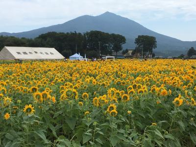 茨城県 筑西市の「あけのひまわりフェスティバル」に行ってきました