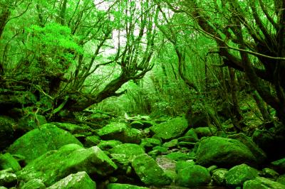 ★「苔の森」屋久島へ　白谷雲水峡編★