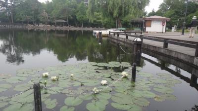 旭川早朝散歩　常盤公園を歩く