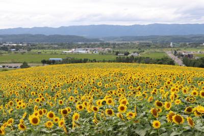 名寄のひまわり～羊と雲の丘、東川を巡る2日間