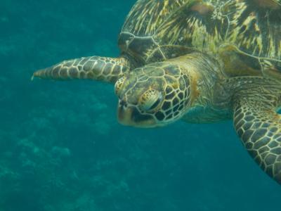 2019年7月　やっと行けたぞ久米島。奥武の岬と赤灯台シュノーケリング