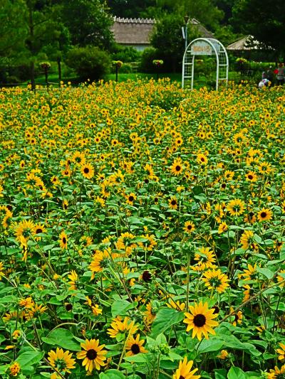 船橋-4　アンデルセン公園ｄ  〔ひまわりまつり〕☆ヒマワリ/カンナ/ポーチュラカ-花ざかり