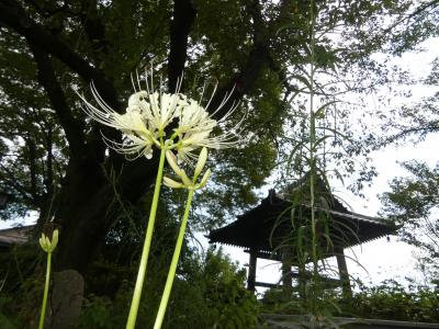 「常楽寺」の彼岸花_2019_白い彼岸花が咲き始めています（群馬県・太田市）