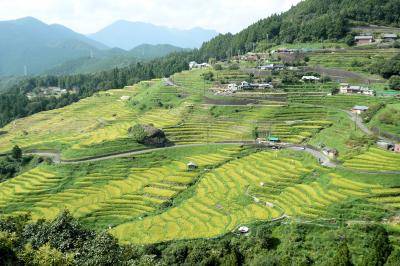 ■ 日本一の棚田風景「丸山千枚田」＜三重県＞