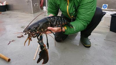 ノルウェー kragero ロブスターの生息調査に同行しました