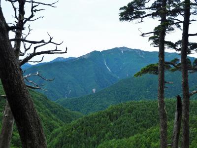 白峰南嶺へ胴島尾根↑別当代東尾根↓ / 鹿熊天国