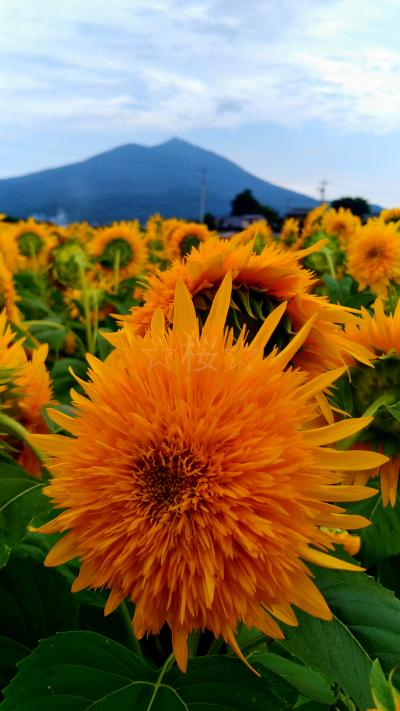 筑波山を背景に一面のひまわり畑