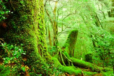 ★「苔の森」屋久島へ　ヤクスギランド編★