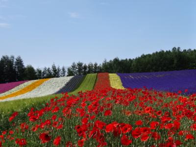 2019年6月～7月　中富良野　ラベンダー