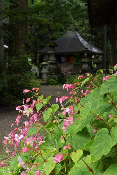 秋の訪れを告げる花、秋海棠を見に寺山観音寺へ