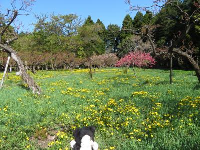 花いっぱいの札幌で散歩