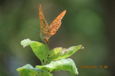 森のさんぽ道で見られた蝶(45)ミドリヒョウモン、ウラギンシジミ、キアゲハその他