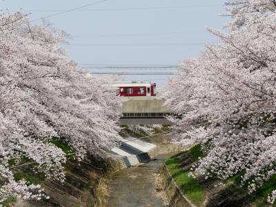 【国内325】2019.4奈良出張，吉野，桜を満喫，そして名古屋へ1-奈良プラザホテルに2泊，佐保川の満開の桜