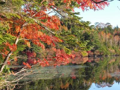 白駒の池の紅葉