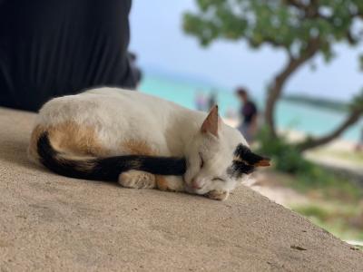 今年は石垣島に！なんと30年ぶり！①