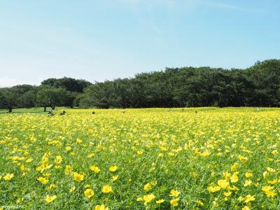 レモンイエローに染まる花畑＠昭和記念公園