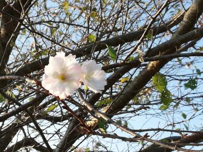 今シーズン最初に見る桜は水戸で見っけ