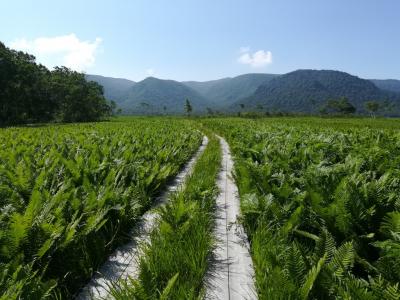 夏の尾瀬ヶ原ハイク