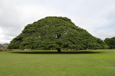 70代3人と行くハワイ4泊6日
