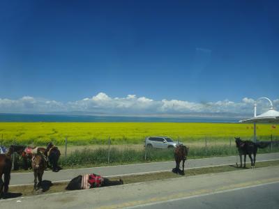 vol.18-5/5　中国 青海省西寧　菜の花畑と青海湖、そしてドタバタ帰国