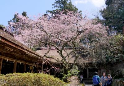 2019.4奈良出張，吉野，桜を満喫，そして名古屋へ4-猿引坂から吉野水分神社のしだれ桜をみる