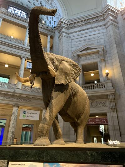 2019夏旅ワシントンDC③アメリカ歴史博物館＆ホワイトハウス＆自然史博物館