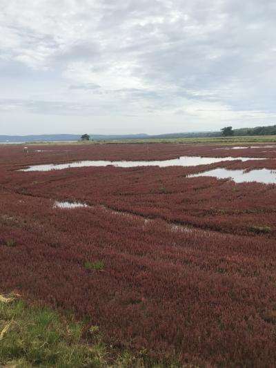 マイルで行く３回目の北海道 最終日